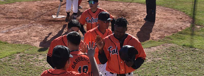 LABÃ‰ISBOL 2023: Este fin de semana, Falcons mide fuerzas con Patriots y Daom en el primer cruce con los â€œMetropolitanosâ€ 